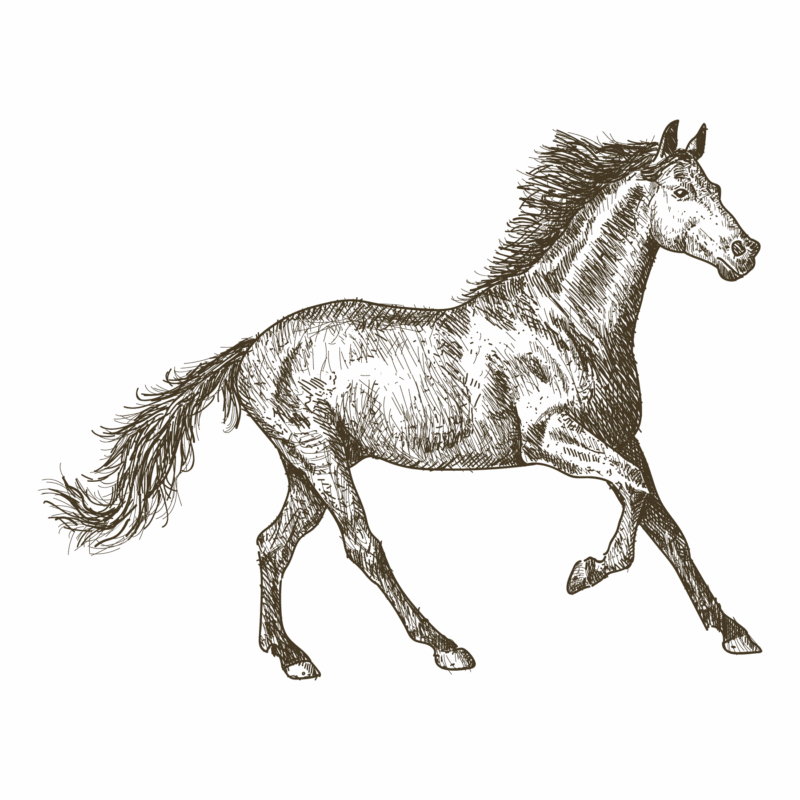 Paard