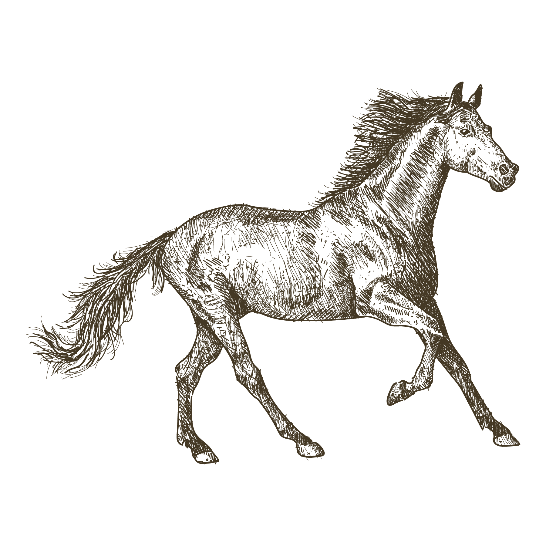 Paard